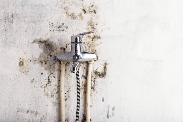 Best Bathroom Mold Remediation in Emory, VA