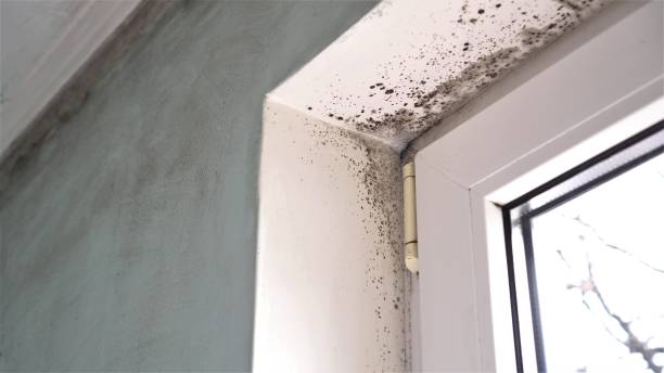 Professional Mold Remediation in Emory, VA