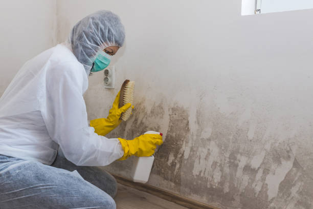 Best Localized Mold Remediation (e.g., coastal areas, humid climates) in Emory, VA