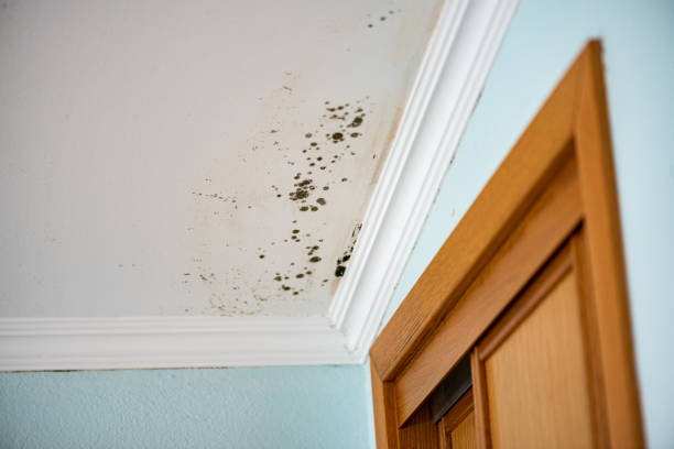 Best Mold Remediation for Specific Building Types in Emory, VA
