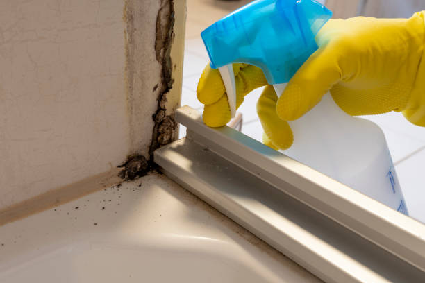 Best Commercial Mold Remediation in Emory, VA