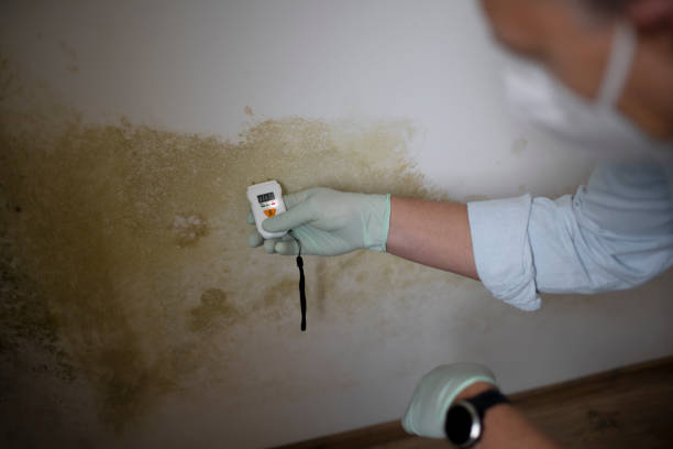 Best DIY Mold Remediation Support Services in Emory, VA