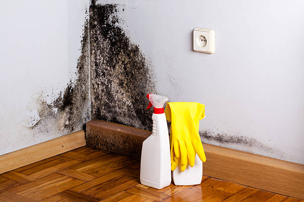 Best HVAC Mold Remediation in Emory, VA