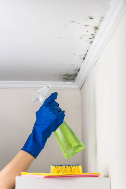 Best Residential Mold Remediation in Emory, VA